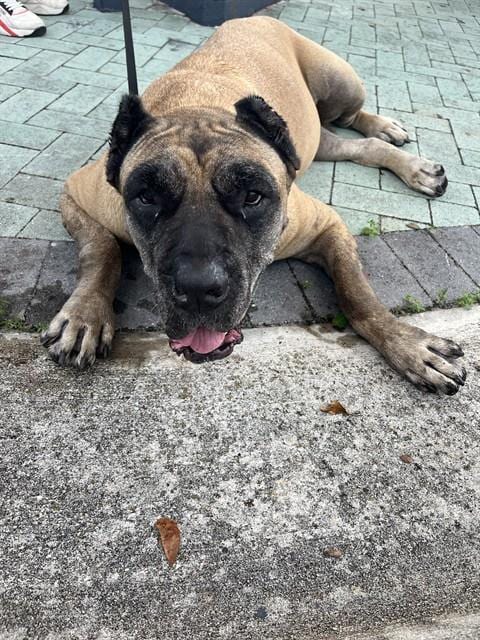 Photo of Athena, adoptable senior Presa Canario in Miami, Florida