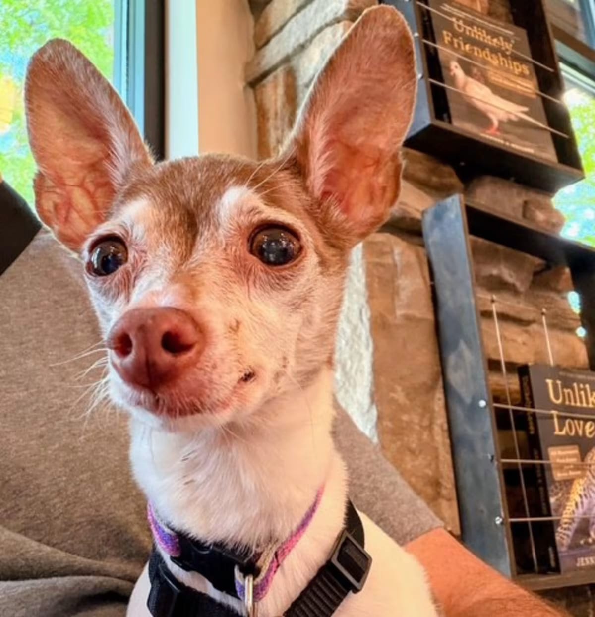 Photo of Bambi, adoptable senior Toy Fox Terrier in Holland, Michigan