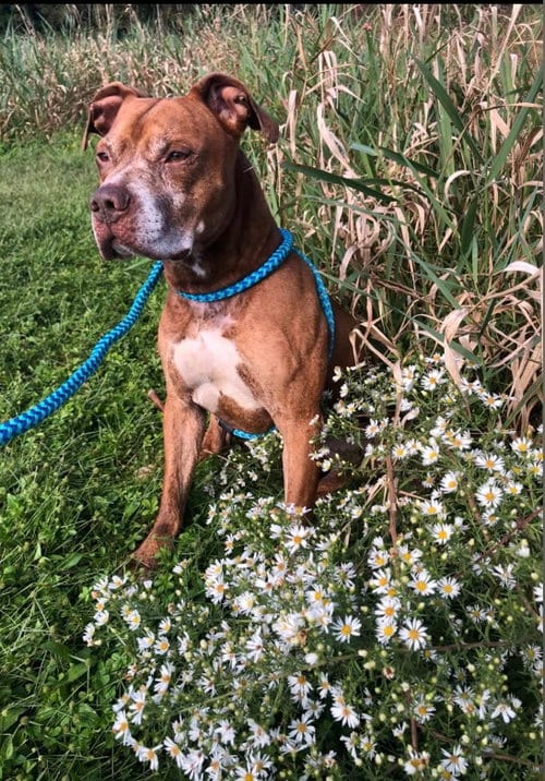 Photo of Trigger, adoptable senior American Pit Bull Terrier in Elkins, West Virginia