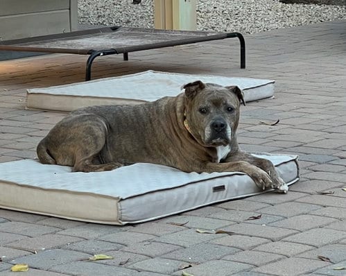 Photo of Rosie, adoptable senior Staffordshire Bull Terrier in Queen Creek, Arizona