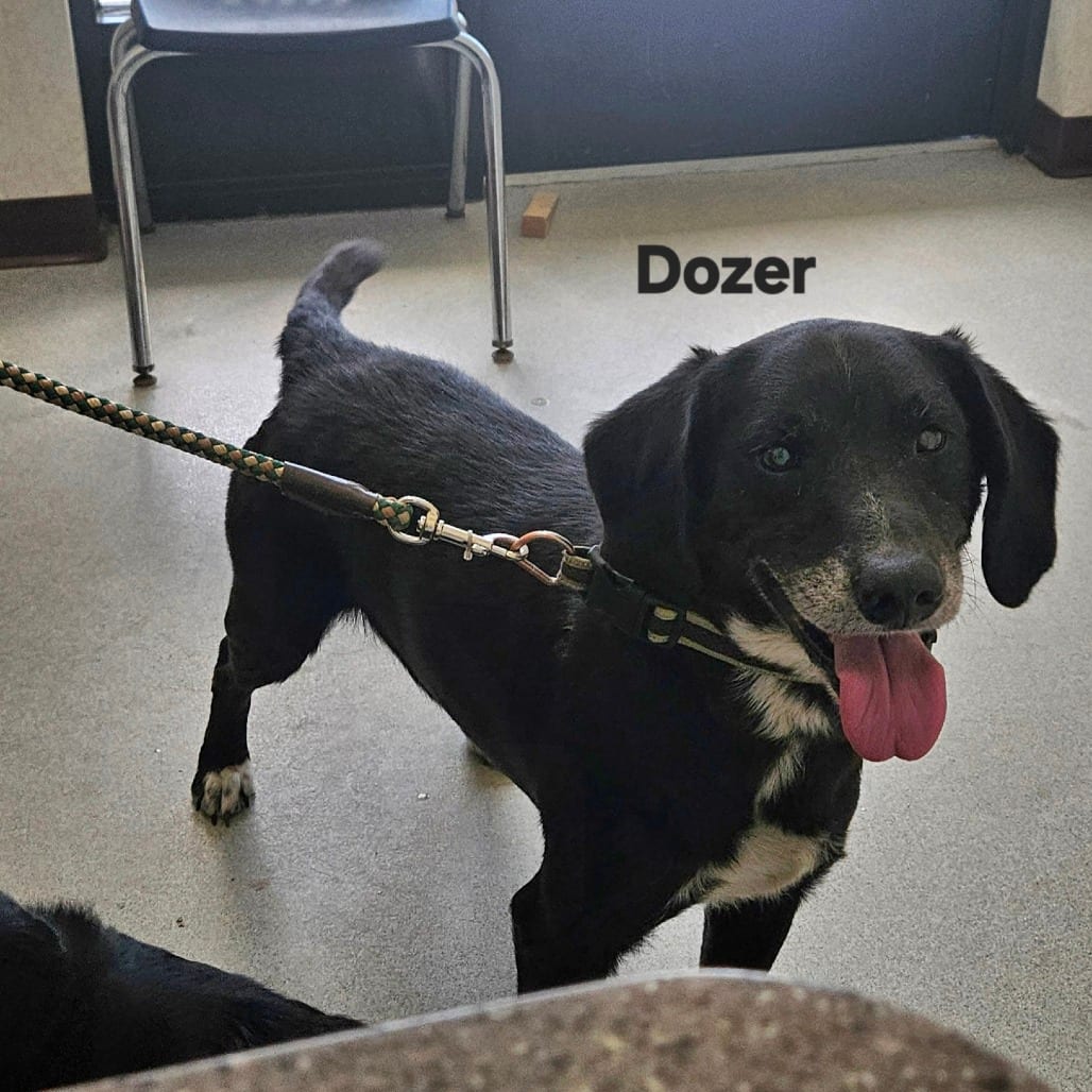 Photo of Dozer, adoptable senior Mixed Breed (Medium) in Ballston Spa, New York