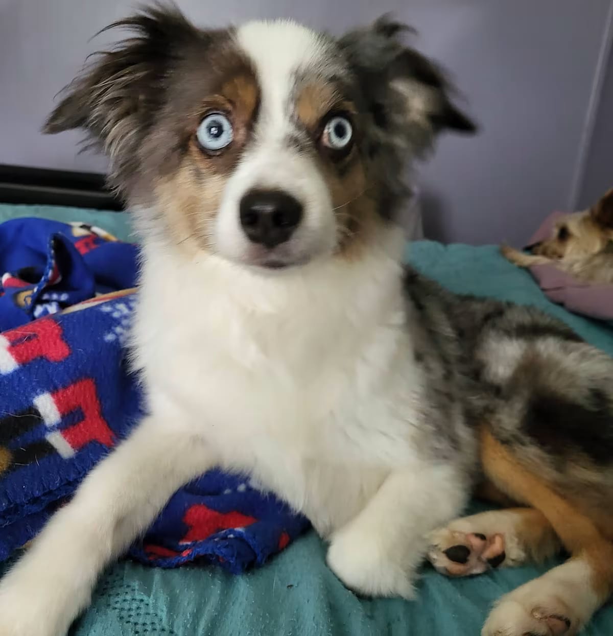 Photo of Charlie & Sadie, adoptable senior Australian Shepherd in Salisbury, North Carolina