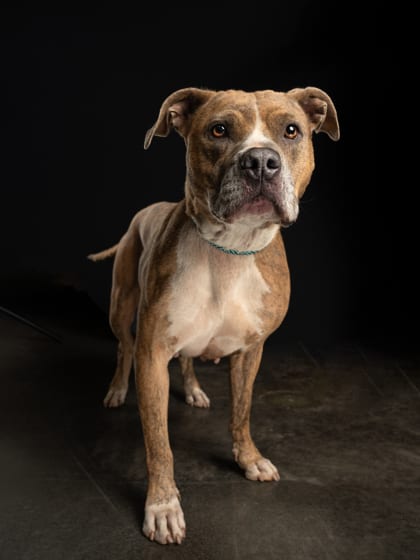 Photo of Leeanne, adoptable senior dog in Atlanta, Georgia