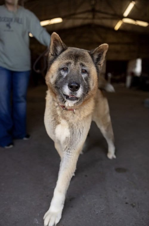 Photo of Boris, adoptable senior Akita in Pottstown, Pennsylvania