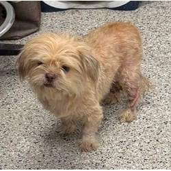 Photo of Penny, adoptable senior Maltese in Kansas City, Missouri
