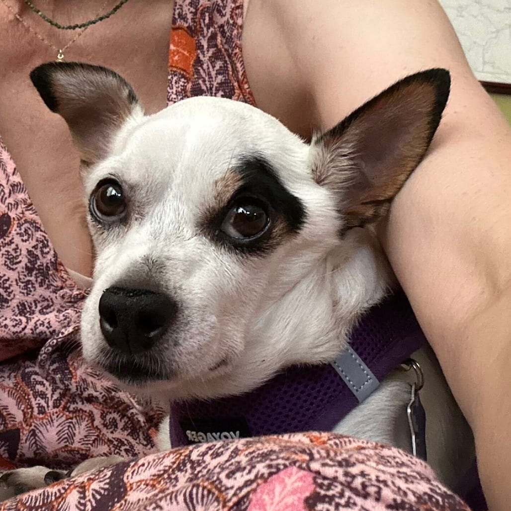 Photo of Mochi, adoptable senior Mixed Breed (Small) in San Francisco, California