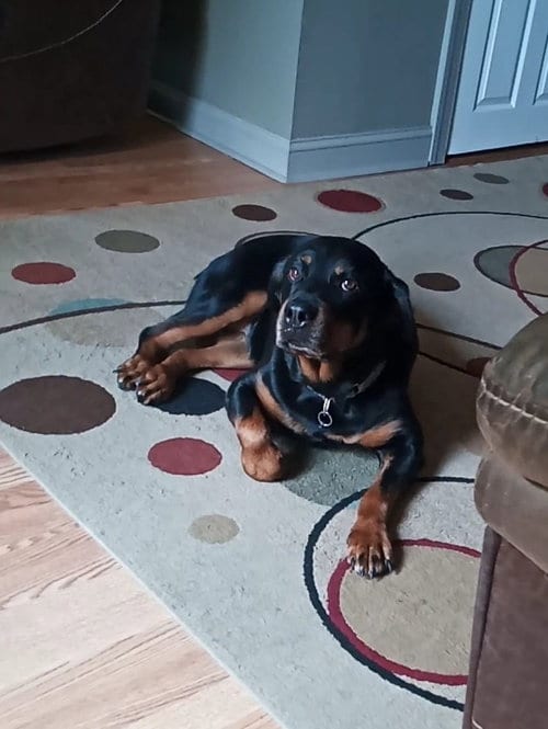 Photo of Mabel, adoptable senior Rottweiler in Catasauqua, Pennsylvania