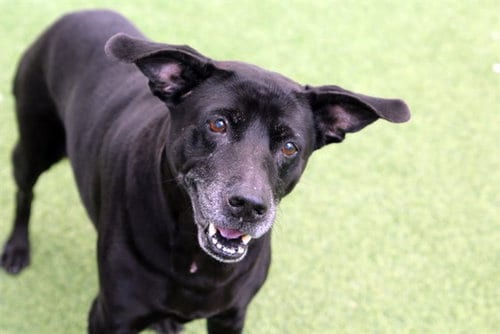 Photo of Luna, adoptable senior Labrador Retriever in Ft Lauderdale, Florida