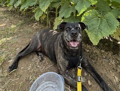 Photo of Cava, adoptable senior American Staffordshire Terrier in Raleigh, North Carolina