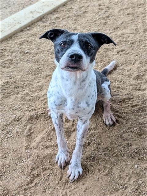 Photo of Jeremiah, adoptable senior Pointer in Plano, Texas