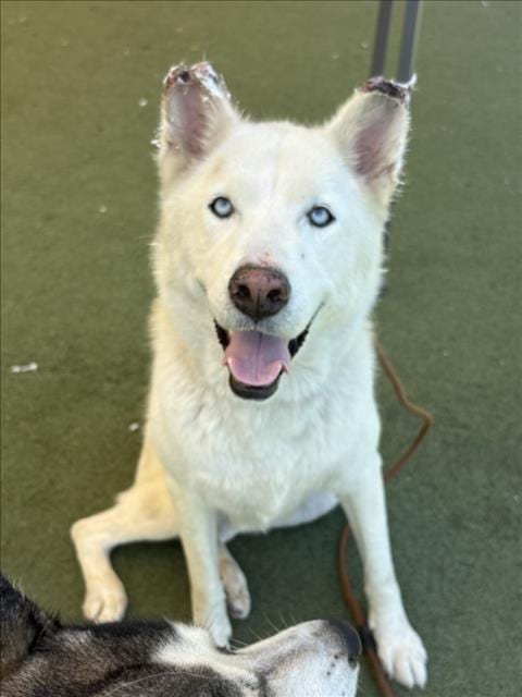 Photo of Meggie, adoptable senior Siberian Husky in Los Angeles, California