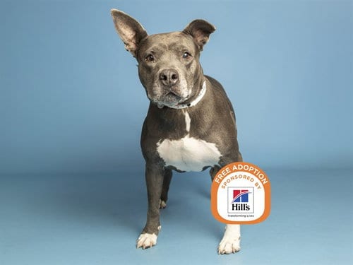 Photo of Blue, adoptable senior American Pit Bull Terrier in Phoenix, Arizona