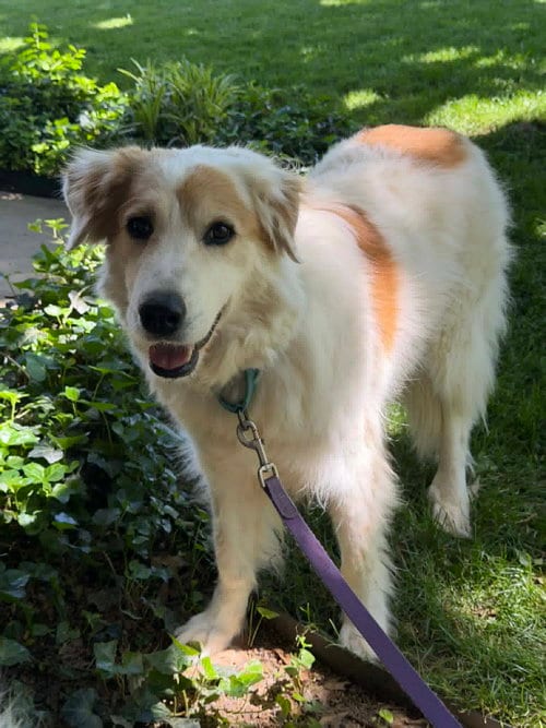 Nell, adoptable senior Great Pyrenees in Whitewright, TX