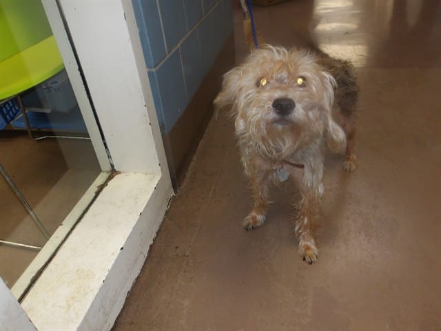 Photo of Ms. Kicia, adoptable senior Silky Terrier in Chicago, Illinois