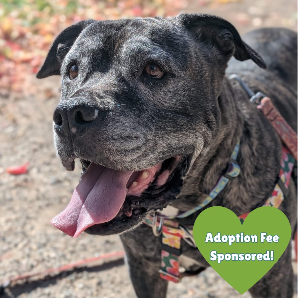 Photo of Zella, adoptable senior Mixed Breed (Large) in Glenwood Springs, Colorado