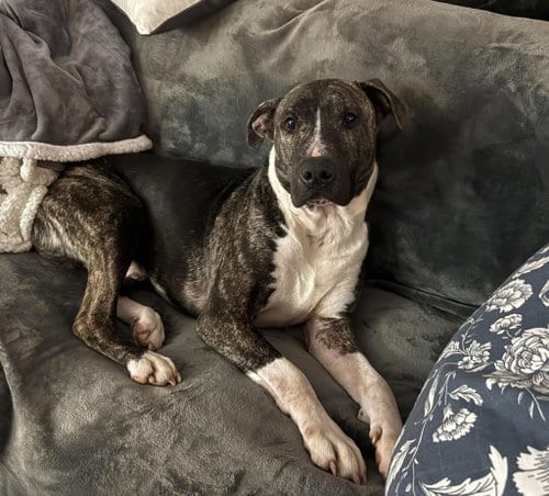 Photo of Earl Greyer, adoptable senior American Pit Bull Terrier in Germantown, Ohio