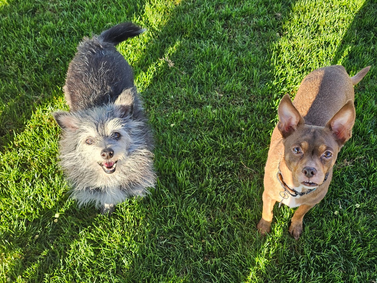 Photo of Selena, adoptable senior Cairn Terrier in Maricopa, Arizona