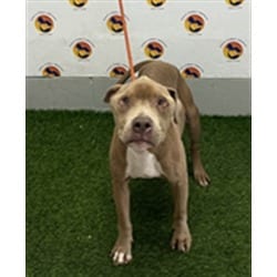 Photo of Connor, adoptable senior American Pit Bull Terrier in Land O'Lakes, Florida