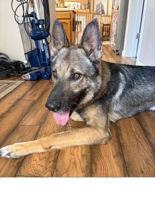 Photo of Max, adoptable senior German Shepherd Dog in ROSEVILLE, California