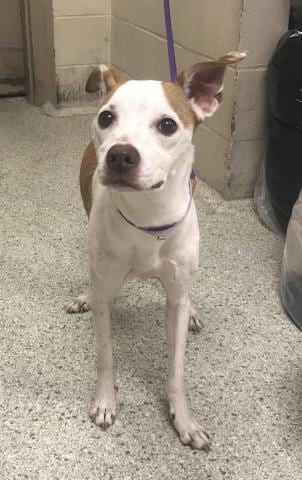 Photo of Minnie, adoptable senior Black and Tan Coonhound in Conroe, Texas