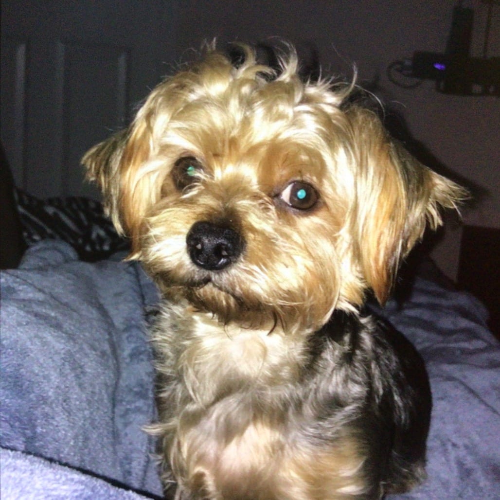 Photo of Chance, adoptable senior Terrier, Yorkshire, Yorkie / Shih Tzu