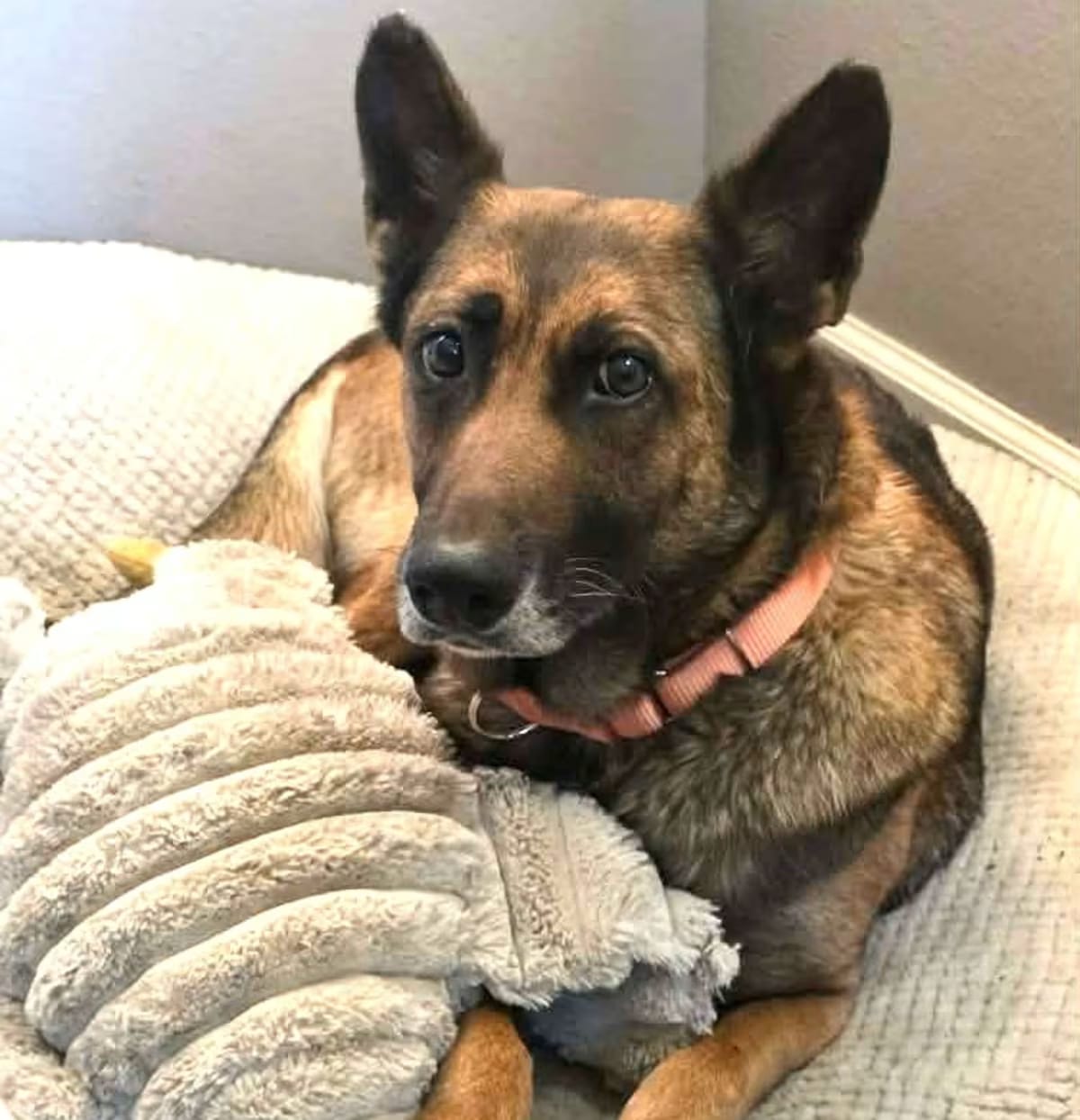 Photo of Coco, adoptable senior Belgian Malinois in Houston, Texas