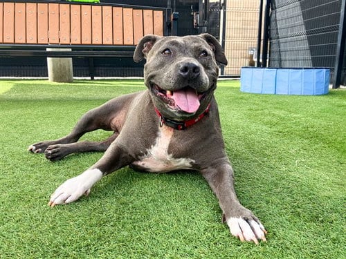 Photo of Bertha, adoptable senior Pit Bull Terrier in Orange, California