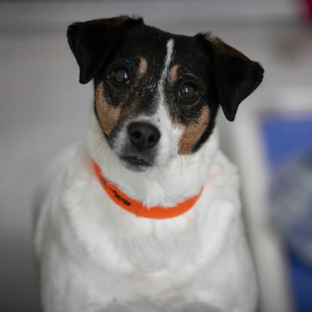 Photo of Velcro (AG26-27), adoptable senior Terrier, Rat in Colorado Springs, Colorado