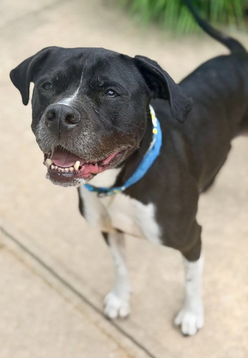 Photo of Nala, adoptable senior Pit Bull Terrier in Jackson, New Jersey