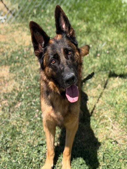 Photo of Connie, adoptable senior German Shepherd Dog in Fairfield, California