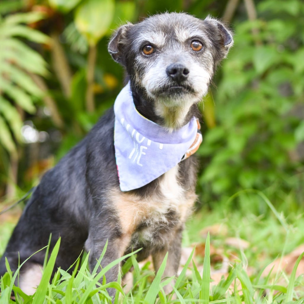 Photo of Gertie, adoptable senior Mixed Breed (Small)
