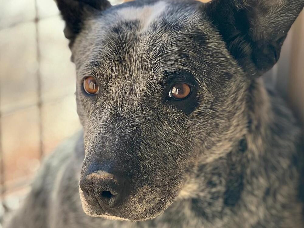 Photo of Paw Paw, adoptable senior Australian Cattle Dog in Mountainair, New Mexico