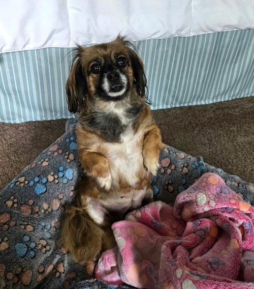 Photo of Schell, a Pekingese, adoptable senior Pekingese in Arlington, Washington