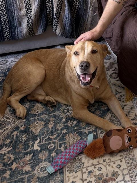 Photo of Bobo, adoptable senior Labrador Retriever mix in Miami, Florida
