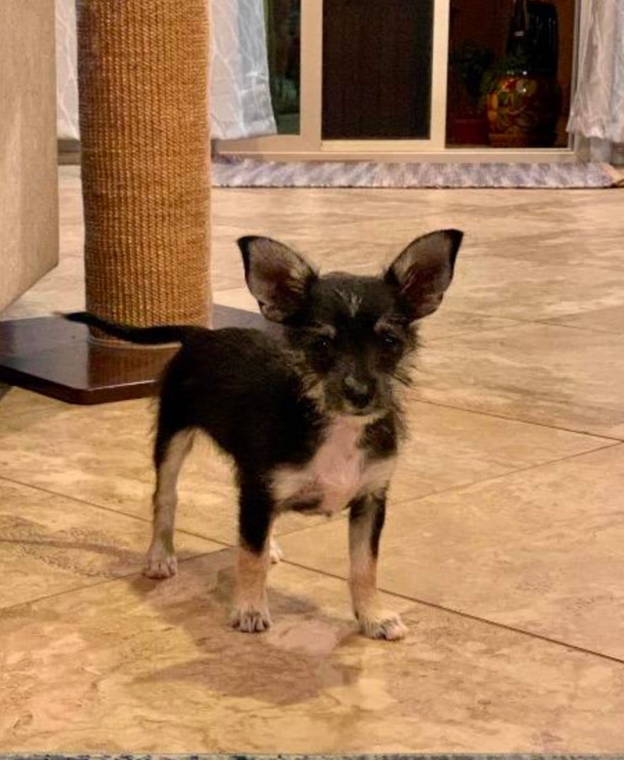 Photo of Lilith, adoptable senior Maltese in Scottsdale, Arizona