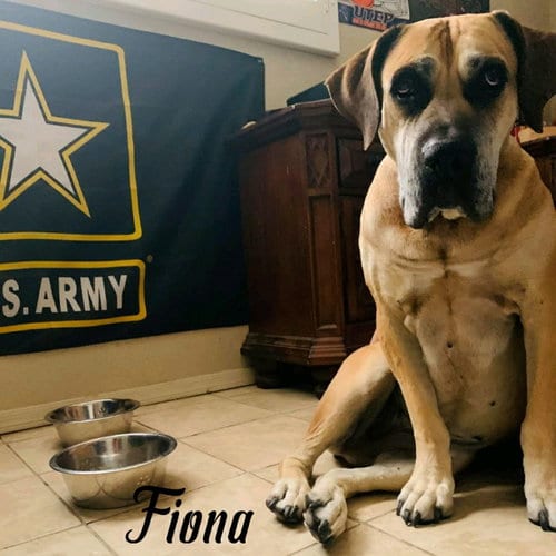 Photo of Fiona (foster needed), adoptable senior Boerboel Mastiff in Vail, Arizona