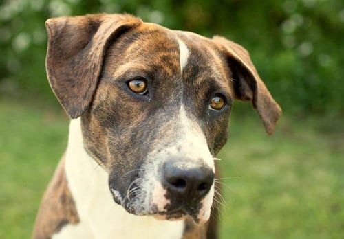 Nina, adoptable senior Mountain Cur in Anniston, AL