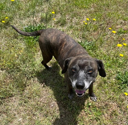Photo of Sheba [bonded to Bambi], adoptable senior Shepherd in Holly Springs, North Carolina