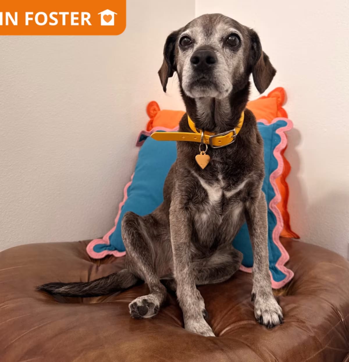 Photo of Lucky, adoptable senior Beagle/Chihuahua in Los Angeles, California