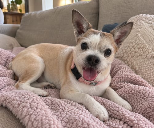 Photo of Buster, adoptable senior Rat Terrier in Mooresville, North Carolina