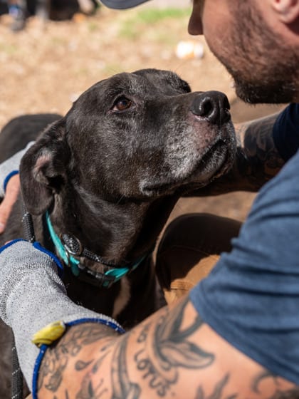 Photo of Fitz, adoptable senior dog in Chamblee, Georgia