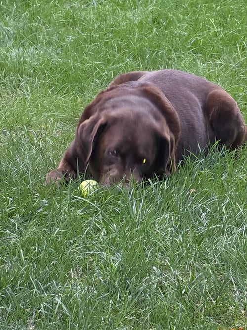 Photo of Sully, adoptable senior Chocolate Labrador Retriever in Mechanicsburg, Pennsylvania
