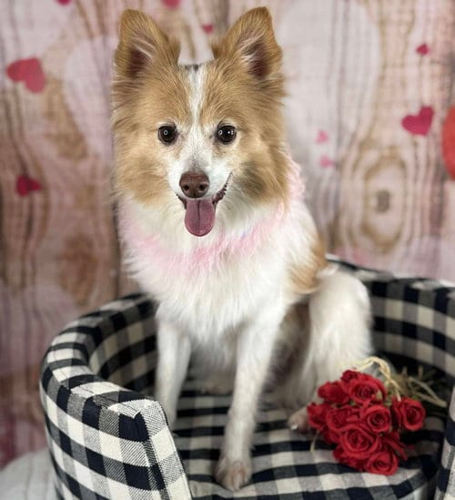 Photo of Pippi, adoptable senior Pomeranian in Garland, Texas