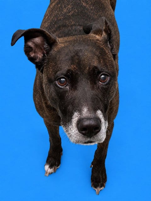 Photo of Nala, adoptable senior Pit Bull Terrier in Westminster, Maryland