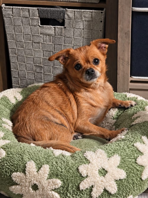 Photo of Shadow, adoptable senior Chihuahua in Clarkston, Michigan