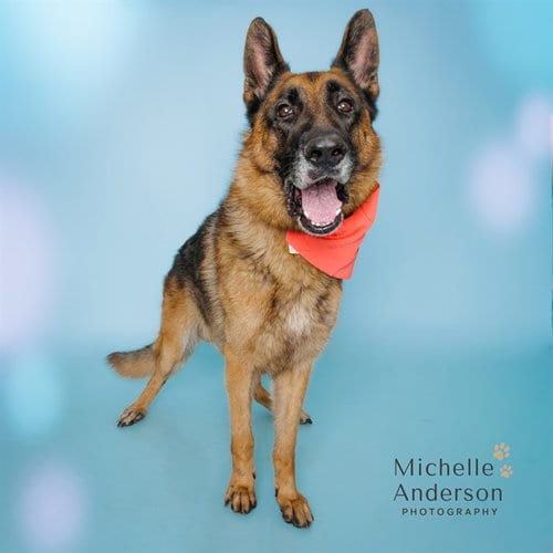 Photo of Jackson, adoptable senior German Shepherd Dog in Corona, California