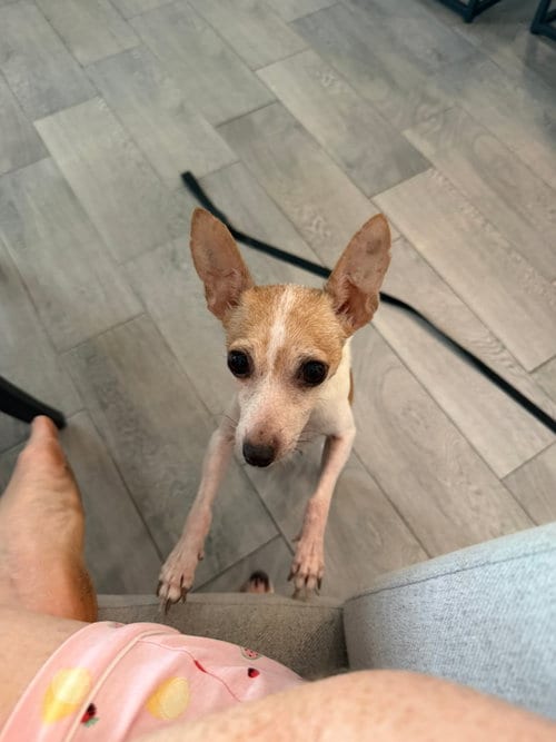 Photo of Dolly, adoptable senior Rat Terrier in Orlando, Florida
