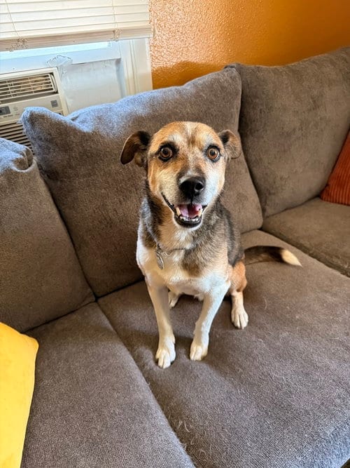 Photo of Kuzco, adoptable senior Beagle in Fort Collins, Colorado