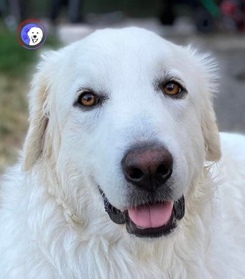 Howie, adoptable senior Great Pyrenees in Spring, TX