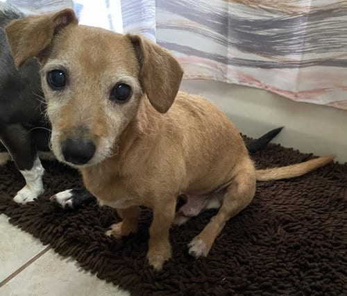 Kirby, adoptable senior Dachshund in Palatka, FL